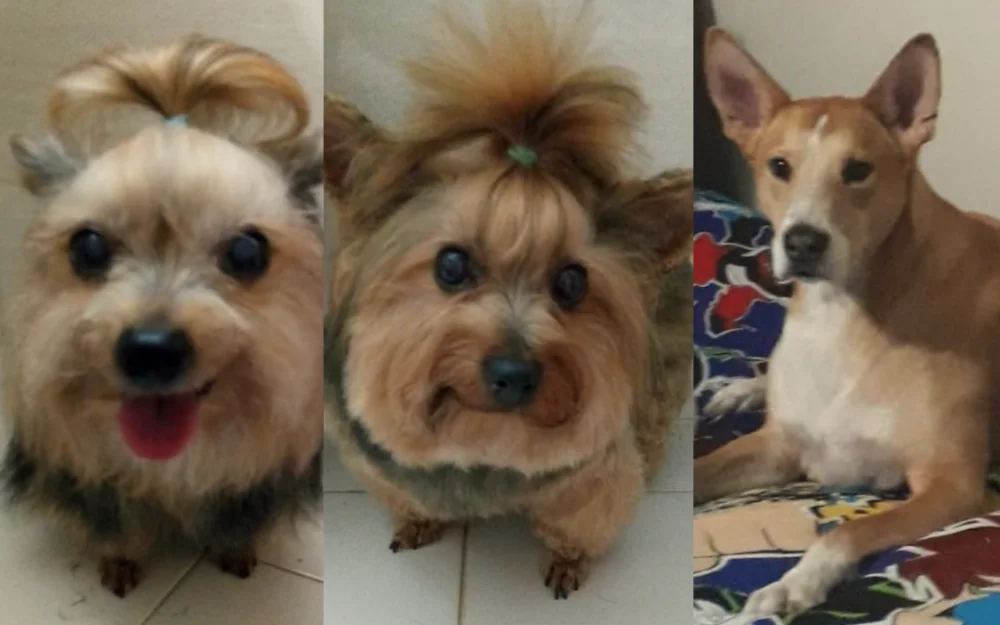 imagen2-seccion-historia2-tienda-de-mascotas