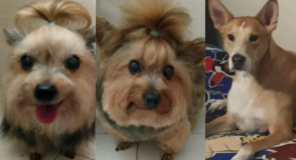imagen2-seccion-historia2-tienda-de-mascotas